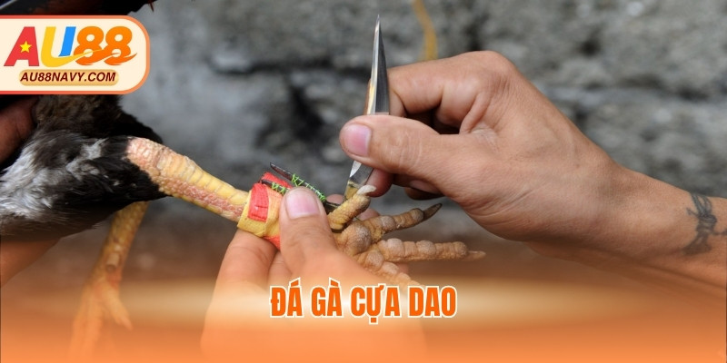 Đá gà cựa dao