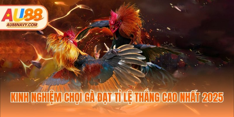 Kinh nghiệm chọi gà đạt tỉ lệ thắng cao nhất 2025